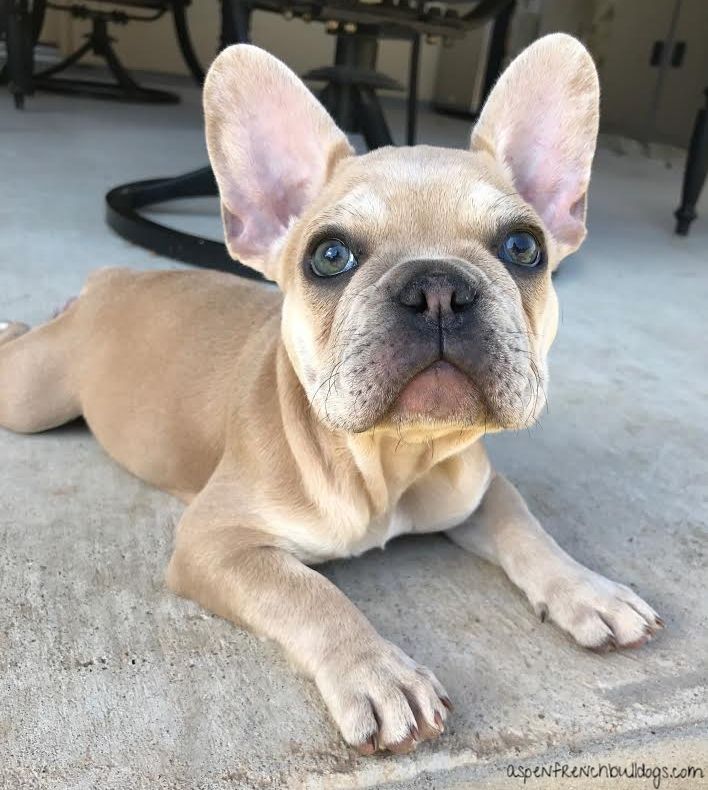 26-top-images-french-bulldog-breeder-colorado-springs-aspen-french